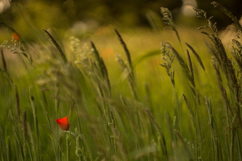 Poppy by Wolbert Erich