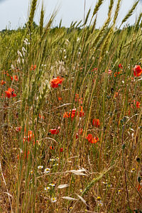 rote Mohnblumen und Weizen