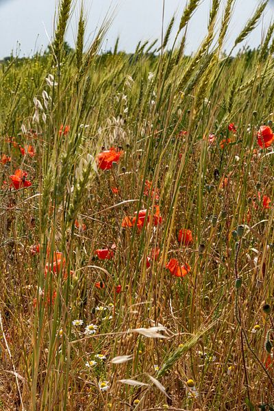 red poppies and wheat by Alex Neumayer