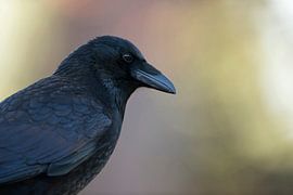 Carrion Crow (Corvus corone), headshot, in beautiful autumn-coloured surrounding taken from a low po