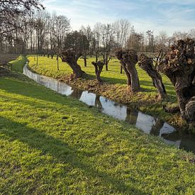 Pollard willows in Est by Frank Laenen