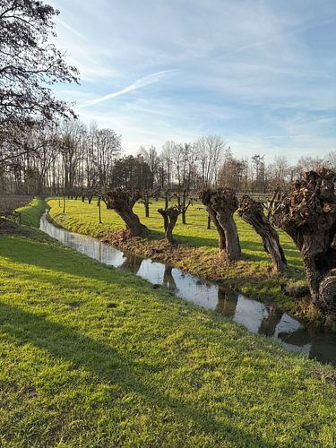 Pollard willows in Est