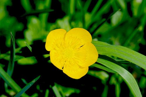 Yellow buttercup in green