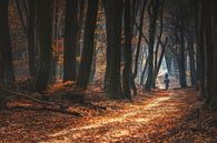 Reiten im Wald im Herbst von Fotografiecor .nl Miniaturansicht