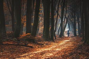 Promenade dans les bois en automne