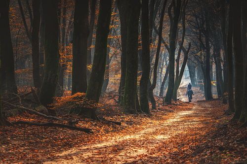 Riding in the woods in autumn