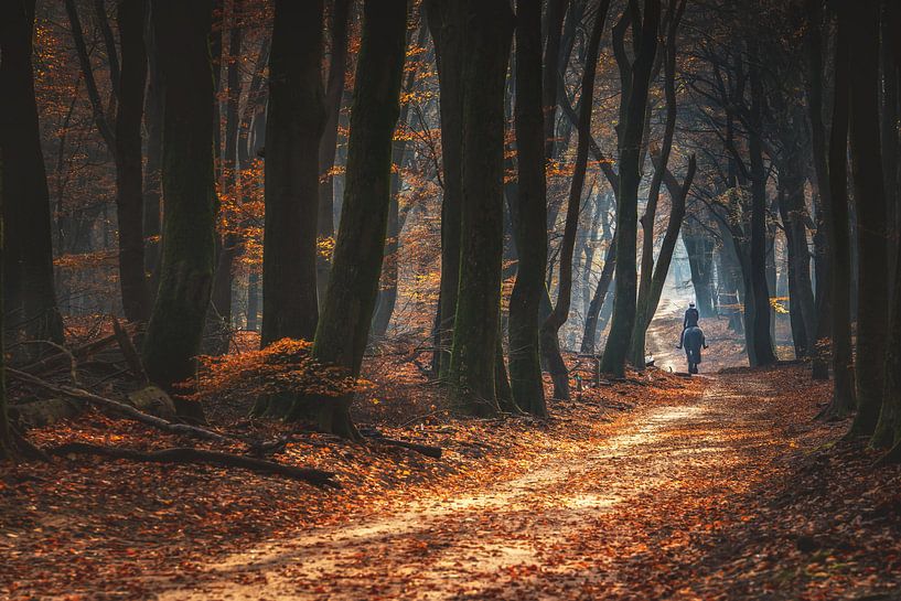 Promenade dans les bois en automne par Fotografiecor .nl