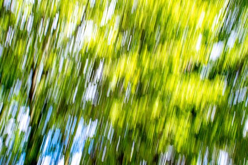 Photo du MCI jouant dans la nature avec l'appareil photo