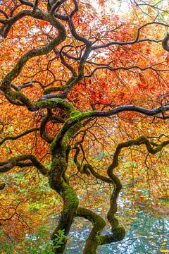 magnifique jardin coloré avec des arbres, des plantes et de l'eau sur Andrew Balcombe