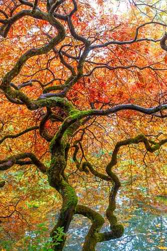 magnifique jardin coloré avec des arbres, des plantes et de l'eau