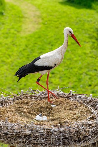 Stork in nest with chicks