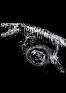 Trex Baby