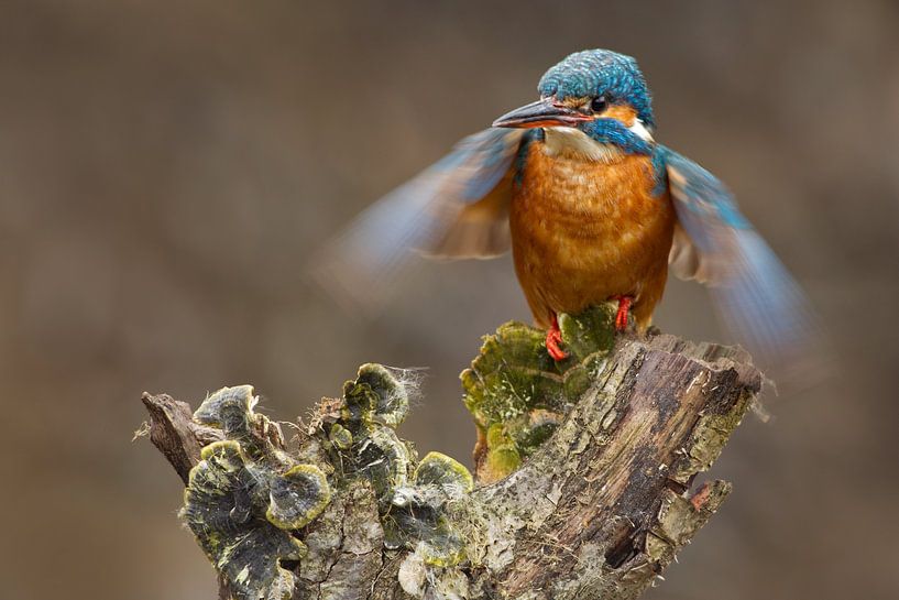 Kingfisher photographed in the Throw by Jeroen Stel