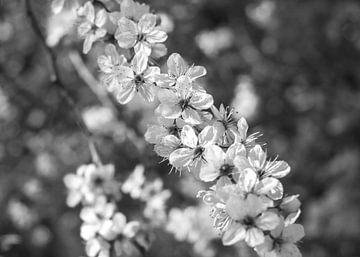 Branche de cerisier japonais | Photo | Noir et blanc sur Yvonne Warmerdam