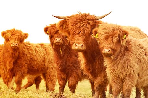 Schotse hooglanders groepje zomerkleur