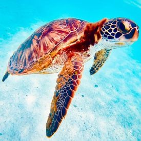 YUTAKA KURAHASHI Profile picture