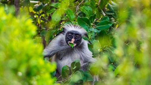 Rode Colobus aap