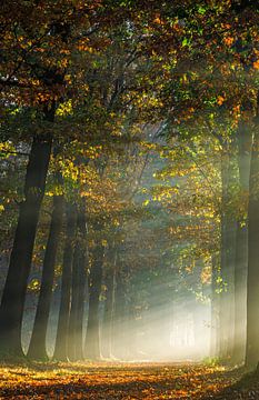 Foggy morning in the Mastbos in Breda by I Love Breda