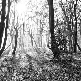 La forêt des arbres dansants sur Dorien Koppenberg