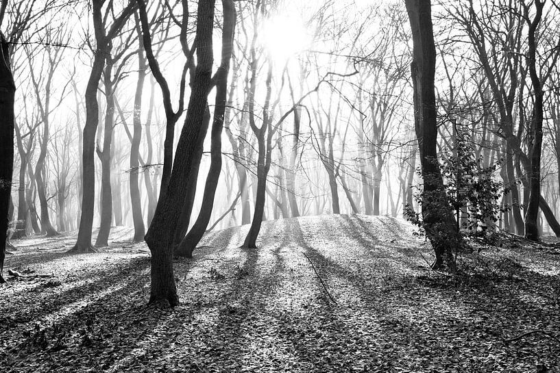 La forêt des arbres dansants par Dorien Koppenberg