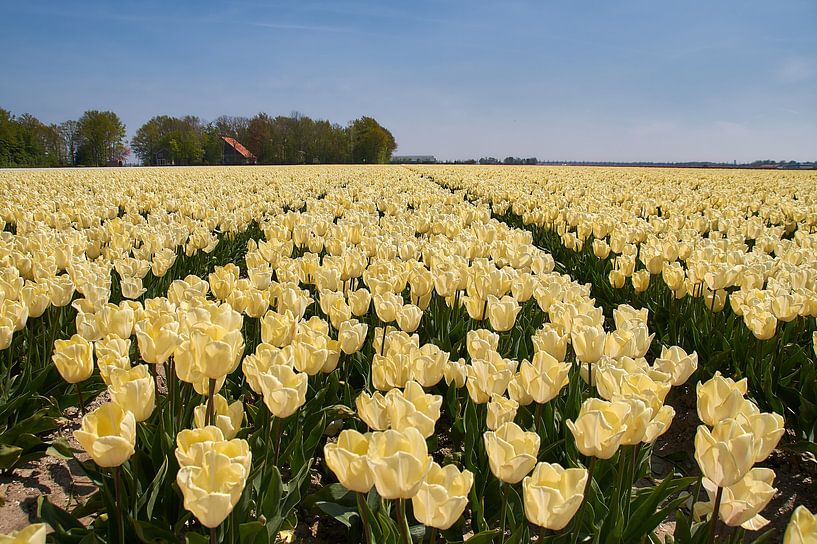 Veld witgele tulpen van Ad Jekel