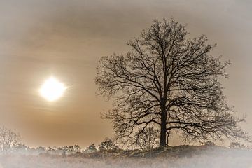 Eenzame boom van Ron Hermans