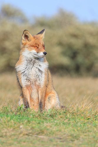 Red Fox