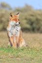 Red Fox van Lisa Antoinette Photography thumbnail