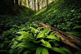 Savelswald mit Dachslauch von Guido de Kleijn