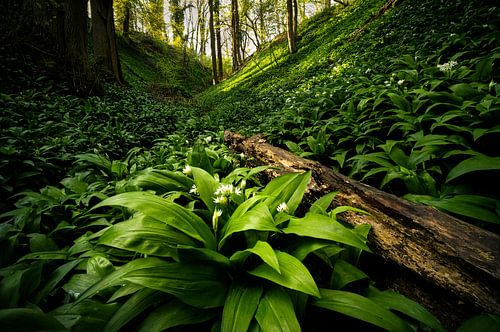 Savel forest with badger garlic