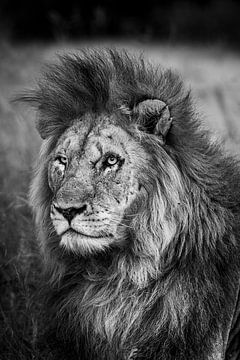 South African lion in black and white by Paula Romein