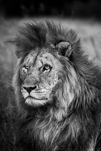 Südafrikanischer Löwe in Schwarz und Weiß von Paula Romein