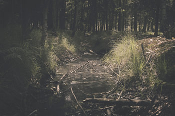 Sfeervol beekje in de Chaamse Bossen
