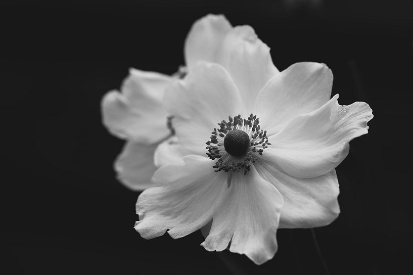 white anemone by Tania Perneel