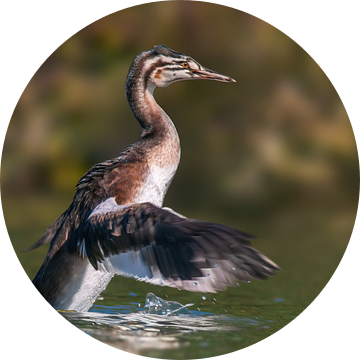 een jong geoorde fuutkuiken begint aan de eerste vlucht op van Mario Plechaty Photography