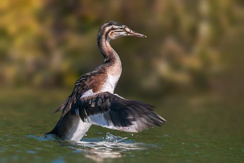 een jong geoorde fuutkuiken begint aan de eerste vlucht op