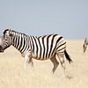 Zebra's in Etosha NP Namibie van Ellen van Drunen