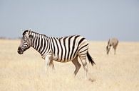 Zebra's in Etosha NP Namibie van Ellen van Drunen thumbnail