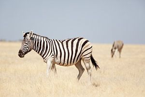 Zebras in Etosha NP Namibia by Ellen van Drunen