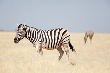 Zebra's in Etosha NP Namibie von Ellen van Drunen