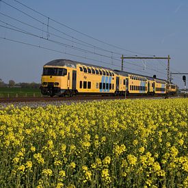 DDAR im Frühjahr von Harold de Groot