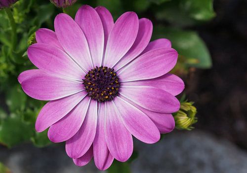 Kaapse capitula, Osteospermum