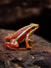 kleine kikker op een rots van Lonneke Collewijn