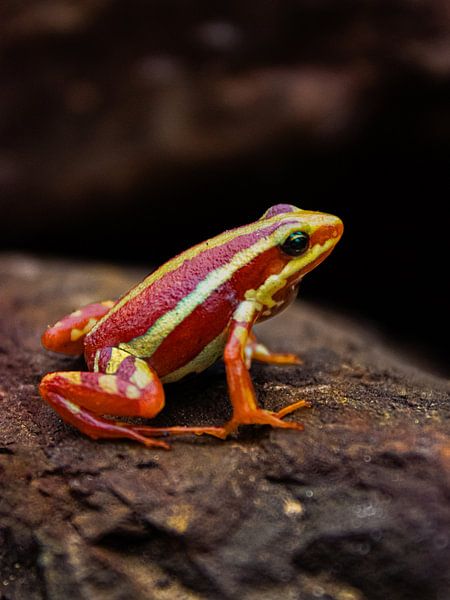 kleiner Frosch auf einem Felsen von Lonneke Collewijn