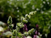 flower buds sage 2
