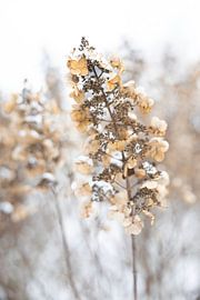 image d'hiver Hortesia