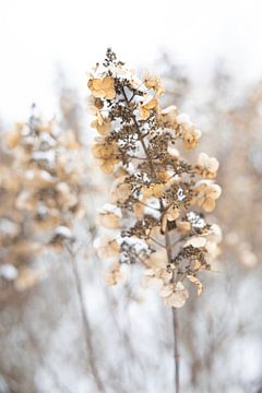 Winterbild Hortesia von picsbyronenvief