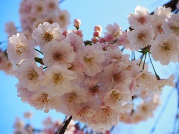 Hellrosa Blüte mit blauem Himmel von Elize Kok