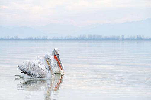 Twee Kroeskoppelikanen Zonsopkomst Lake Kerkini Griekenland