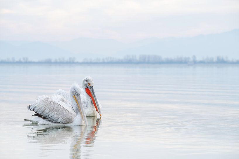 Two Dalmatian Pelicans Sunrise Lake Kerkini Greece by Nanda Bussers